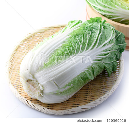 冬鮮大白菜（白底） 120369926