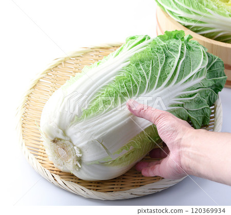 Fresh winter cabbage (white background) Fresh winter cabbage (white background) 120369934