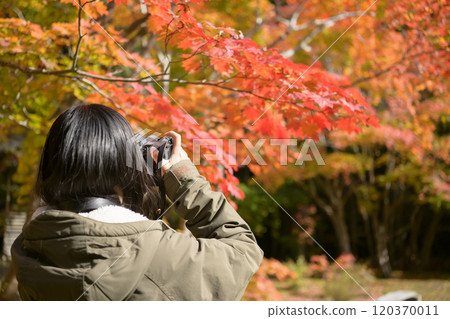 採取紅色葉子的婦女 採取紅色葉子的婦女 120370011