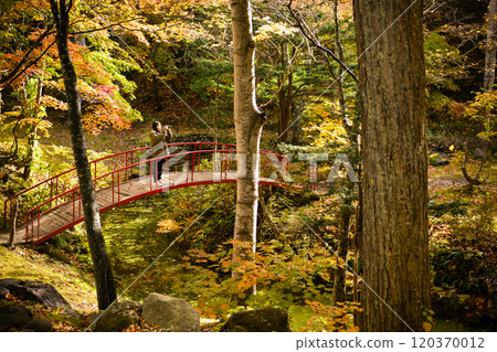 Women taking red leaves Women taking red leaves 120370012