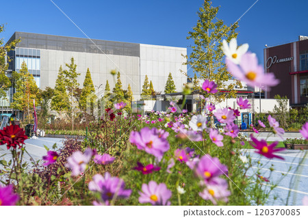 Kawasaki cityscape: Autumn scenery of Fujimi Park [Kawasaki City, Kanagawa Prefecture] 120370085
