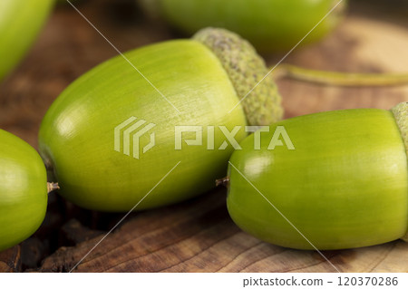 details of green immature oak acorns in close-up 120370286