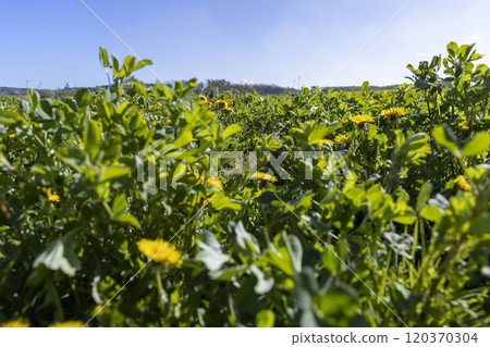 blooming yellow dandelions in the spring in the field 120370304