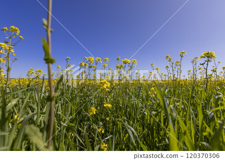rapeseed flowers are yellow against a sky 120370306