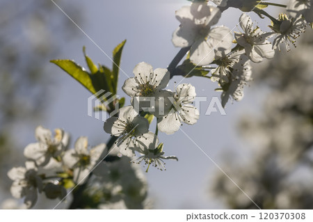 sunny weather in an orchard with cherries sunny weather in an orchard with cherries 120370308