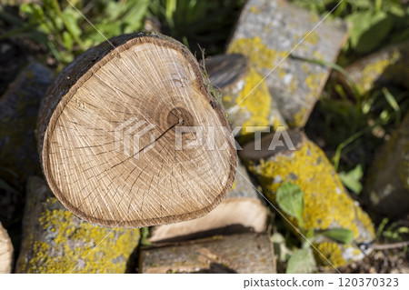 a log made of walnut wood in close-up a log made of walnut wood in close-up 120370323