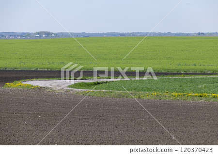 green wheat and plowed brown earth 120370423