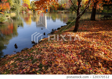 札幌中島公園的秋葉 札幌中島公園的秋葉 120370512