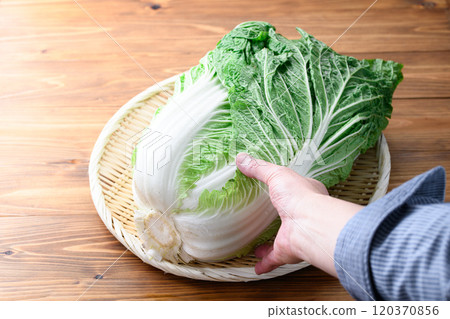 架上的鮮冬大白菜（木紋背景） 120370856