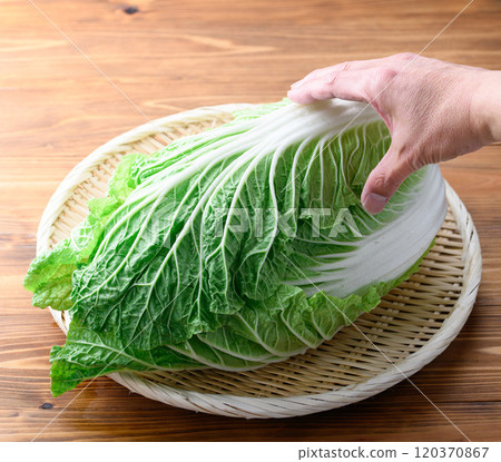 架上的鮮冬大白菜(木紋背景) 架上的鮮冬大白菜(木紋背景) 120370867