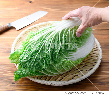 架上的鮮冬大白菜（木紋背景） 120370875