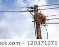 bird nest on electric pole 120371071