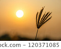 chloris virgata grass with sunset.golden light.sunset with Chloris virgata 120371085