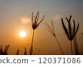 chloris virgata grass with sunset 120371086