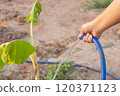 farmer watering banana tree 120371123