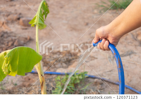 farmer watering banana tree 120371123