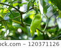 Green chili peppers plants in the garden 120371126