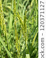 Green rice stalks in the paddy field 120371127