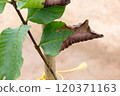 guava tree leaf blight. 120371163
