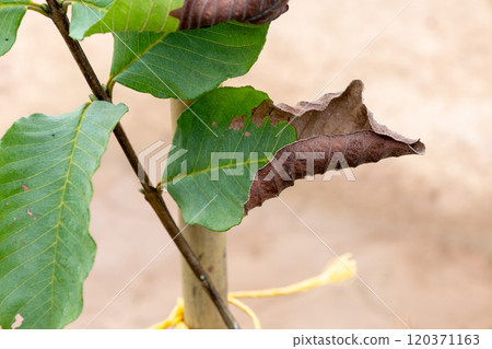 guava tree leaf blight. 120371163