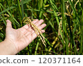 The farmer hand holding rice in the paddy 120371164
