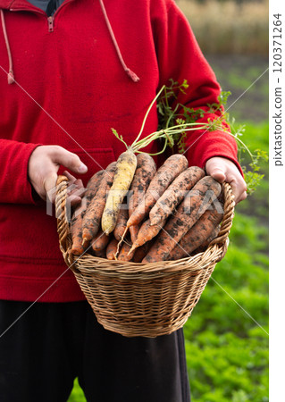 A man is holding a basket full of large, multi-colored carrots 120371264