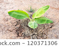small banana tree in the farming area 120371306