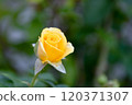 Yellow roses blooming in the garden 120371307