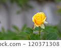 yellow rose stands out among the green leaves 120371308