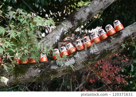 Daruma dolls lined up Daruma dolls lined up 120371631