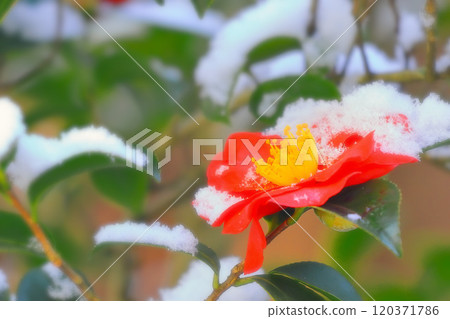 Snow and mountain flowers Snow and mountain flowers 120371786