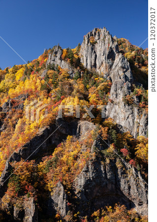 豐平峽的美麗秋葉 120372017