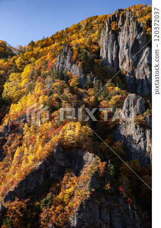 Spectacular autumn foliage at Hoheikyo Gorge 120372037