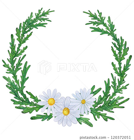 Green leafy wreath with three white daisies at the base. Hand-drawn watercolor illustration, naive style, simple and soft. For greeting cards, botanical designs, invitations, and decorative elements 120372051