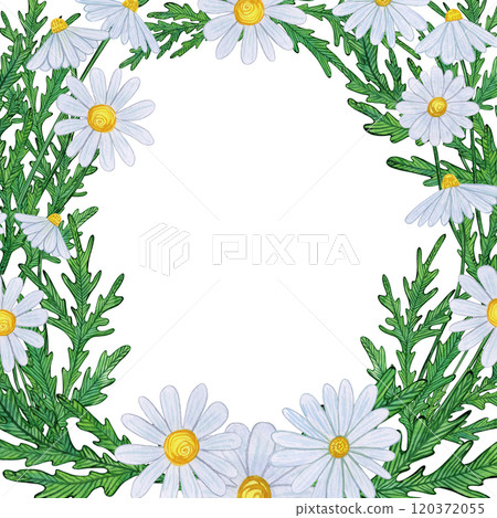 Floral frame of white daisies and green leaves forming an open frame. Hand-drawn watercolor illustration, naive style, soft and playful. For botanical greeting cards, invitations, and decorations 120372055