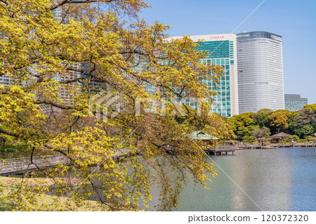 [東京] 東京的寧靜空間、濱離宮恩賜庭園的新綠、高樓 120372320