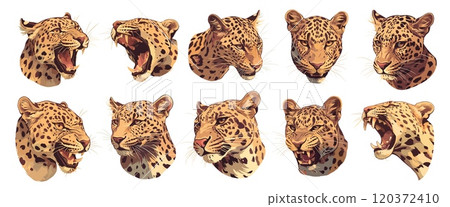 Leopard portrait. Roar big cat head, danger animal predator, wildcat jaguar cheetah set vector illustration 120372410