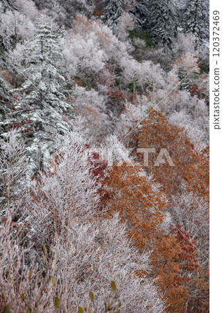 First snow and autumn leaves on Mt. Tokachi First snow and autumn leaves on Mt. Tokachi 120372469