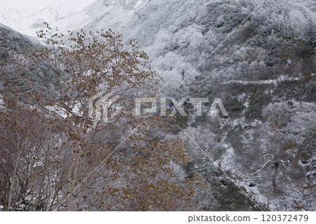 First snow and autumn leaves on Mt. Tokachi First snow and autumn leaves on Mt. Tokachi 120372479