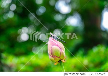 一隻蜻蜓棲息在一朵可愛的蓮花上 120372524