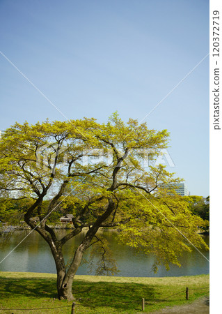 [東京] 東京的寧靜空間、濱離宮恩賜庭園的新綠、高樓 120372719