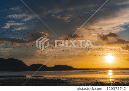 宮城縣栗原市伊豆沼的夢幻日出和白額雁群 宮城縣栗原市伊豆沼的夢幻日出和白額雁群 120372742