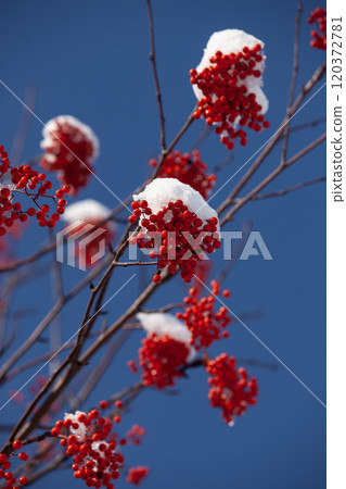 第一場雪和Nanakamado 120372781