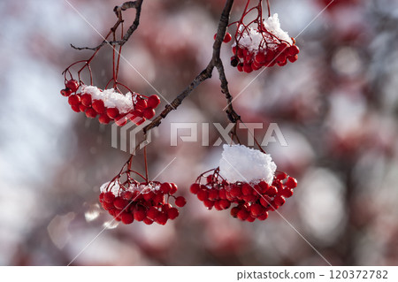 First snow and Nanakamado 120372782