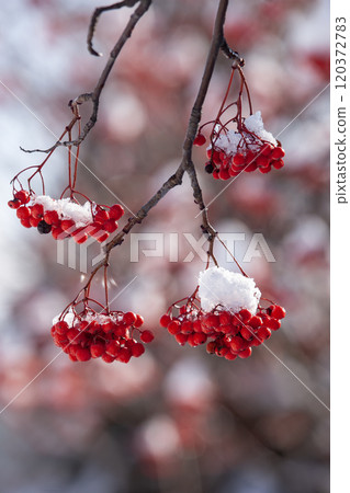 First snow and Nanakamado First snow and Nanakamado 120372783