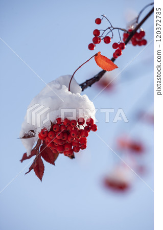 第一場雪和Nanakamado 第一場雪和Nanakamado 120372785