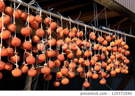 Dried persimmon hung on the eaves Dried persimmon hung on the eaves 120372840