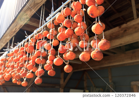 Dried persimmon hung on the eaves Dried persimmon hung on the eaves 120372846