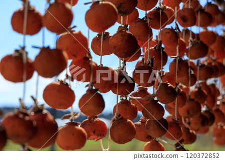 Dried persimmon hung on the eaves 120372852