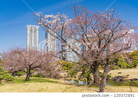 [Tokyo] Tokyo's peaceful space: Cherry blossoms starting to bloom at Hama-rikyu Gardens and skyscrapers 120372891